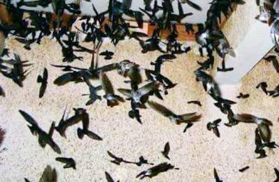 Reskrim Polsek Ciruas Ringkus DPO Pencurian Sarang Walet