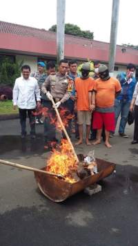 Akhirnya, Ganja 7kg Dimusnahkan Polres Metro Tangerang Kota
