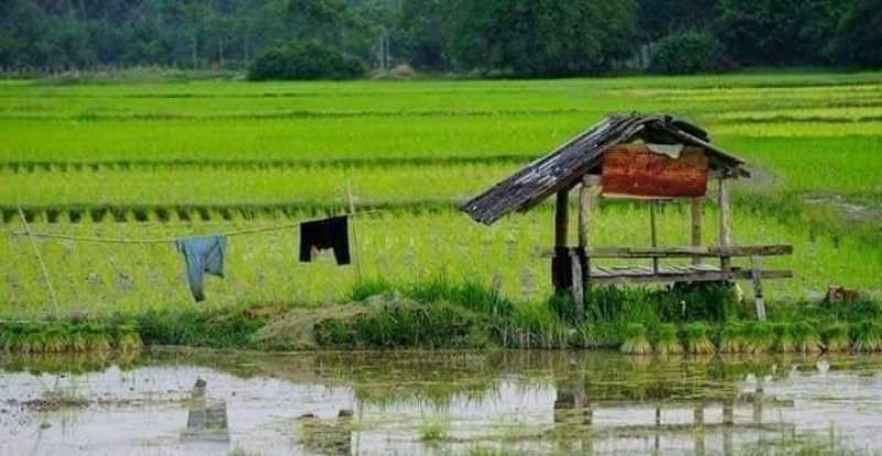  Ilustrasi sawah dijadikan tempat BAB . (net)