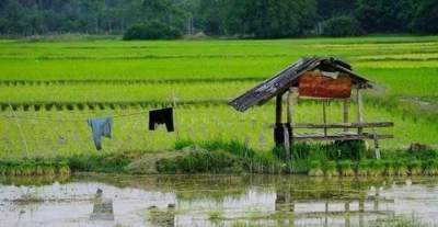  Ilustrasi sawah dijadikan tempat BAB . (net)