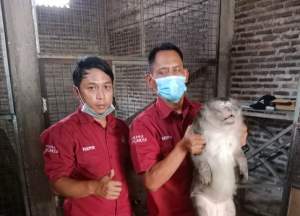 Diamuk Kera Peliharaan, Warga Jayanti Terluka Parah