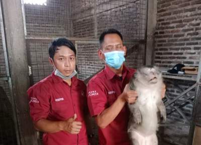 Diamuk Kera Peliharaan, Warga Jayanti Terluka Parah