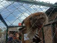 Seekor monyet Liar berhasil ditangkap warga Tebing Tinggi.