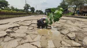 Warga sekitar menanam pohon singkong di JLS sebagai bentuk protes terhadap Pemkot Cilegon lantaran jalan tersebut tak kunjung diperbaiki, Kamis (10/2/2022).