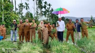 Bupati Pasaman Barat bersama OPD ikut menyaksikan panen perdana bawang merah yang ditanam masyarakat Kec.Talamau,Kab.Pasbar,Sumbar
