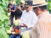 Darma Wijaya Apresiasi Petani Melon di Sergai Raup Rp1,2 Miliar Sekali Panen