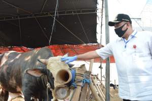 Zaki Tinjau Langsung Lapak Penjual Hewan Qurban
