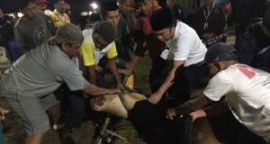 PJ Gubernur Banten, Al Muktabar saat Menyembelih Hewan Kurban