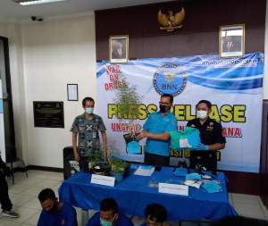 Awal Tahun 2021, BNNP Banten Ungkap Peredaran Tanaman Ganja