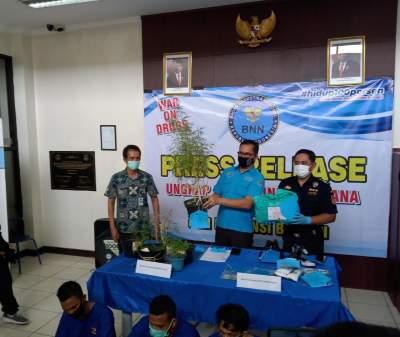 Awal Tahun 2021, BNNP Banten Ungkap Peredaran Tanaman Ganja