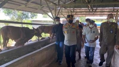 Kapolda Kepulauan Babel Irjenpol Yan Sultra saat lakukan Sidak peternakan sapi di Desa Air Anyir, Kabupaten Bangka.