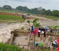 Bibit Pertanian di Sepatan Terendam, Akibat Jebolnya Tanggul