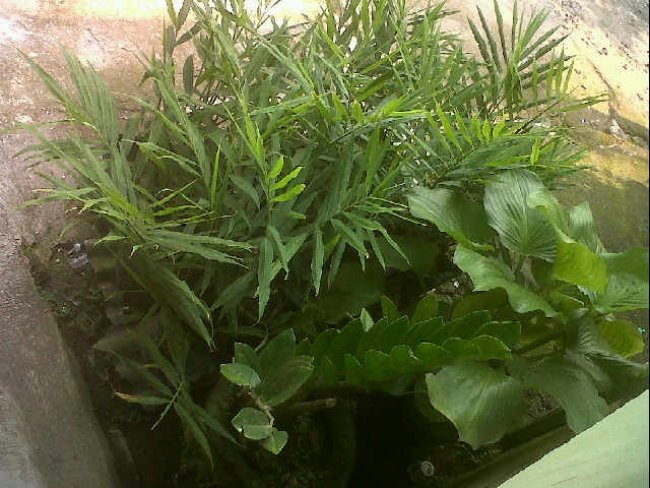 UPT Pertanian Buat Program Penanaman Pohon Dipekarangan Rumah