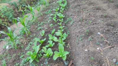 PPBNI Satria Banten Sukadiri Manfa'atkan Lahan Kosong Menjadi Lahan Pertanian