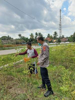 Bhabinkamtibmas Polsek Kresek Desa Koper Bantu Warga Panen Cabai