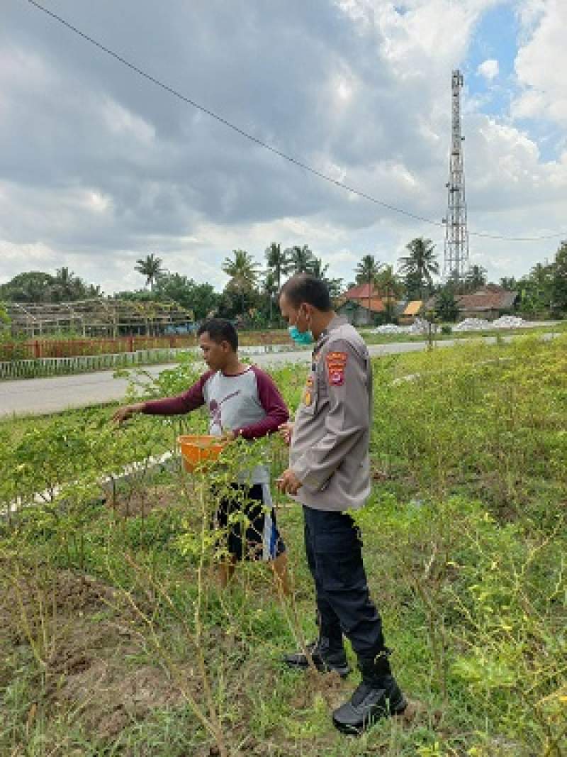 Bhabinkamtibmas Polsek Kresek Desa Koper Bantu Warga Panen Cabai