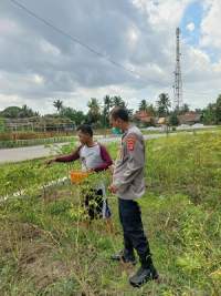 Bhabinkamtibmas Polsek Kresek Desa Koper Bantu Warga Panen Cabai