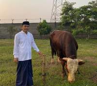 Wabup Tangerang H Mad Romli Salurkan 22 Ekor Sapi Kurban