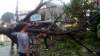 Akibat Pohon Tumbang, Jalan Raden Patah Sempat Mengalami Kemacetan