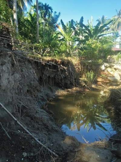 Tanah dan Tanaman Milik Warga Amblas ke Sungai,Tanggul Ambruk