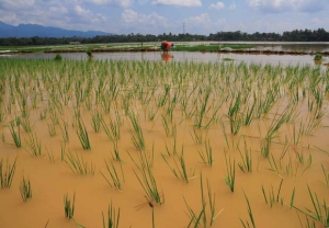 Sawah terendam di Provinsi Banten (bantenpos)
