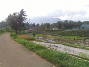 Pengembangan Kawasan Agrowisata Di Citeureup Terhambat Klaim Lahan