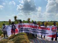 DPD PSI Sergai Gelar Panen Perdana Dukung Ketahanan Pangan dan Program Makan Bergizi Gratis