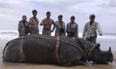 “Samson” Ditemukan Tewas di Resort Karang Ranjang