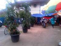 PD Pasar Tanami Pohon di Area Pasar Anyar