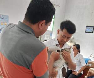 Cecah Rabies, Pemkab Sergai Gencarkan Vaksinasi Hewan