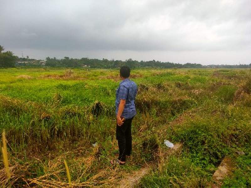 Sawah Tak Bisa Ditanam Padi, Petani di Desa Bunar Menjerit
