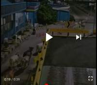 Lepas dari Mobil, Belasan Sapi Lari Berhamburan di Pelabuhan Merak