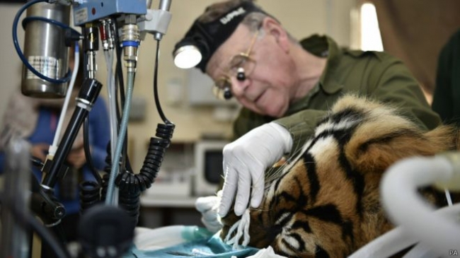 Operasi Gigi Harimau Sumatera di London