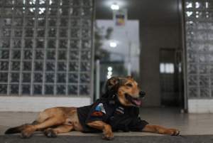 Gemes! Anjing Ini Jadi Maskot Polisi dan Punya Banyak Followers