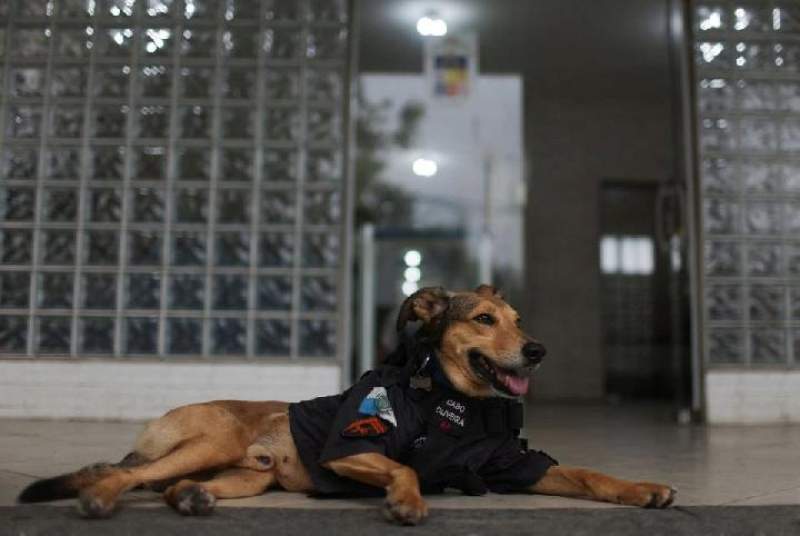 Gemes! Anjing Ini Jadi Maskot Polisi dan Punya Banyak Followers