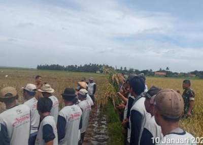 Danramil 09/ Mauk Bersama Camat Sukadiri Hadiri Penyuluhan Tanam Padi