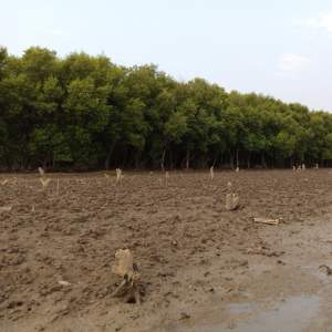 Penggundulan Pohon Mangrove di Kemiri, Aktivis IMANU Minta Perhutani Turun Tangan
