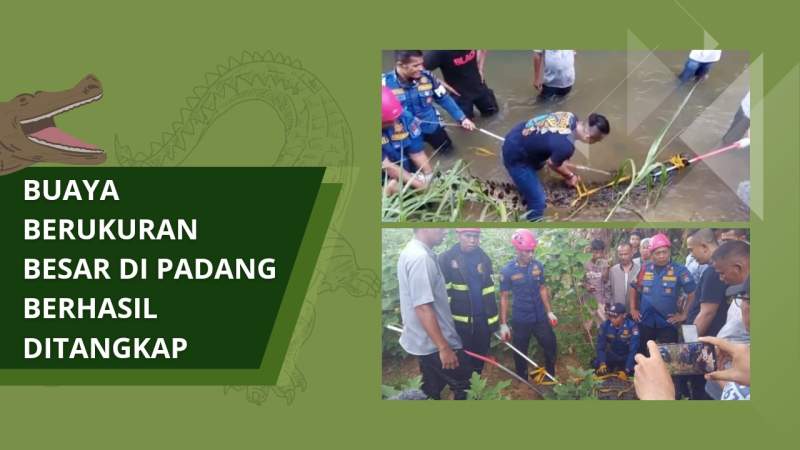 Penemuan Buaya di Padang (Aisyah/Red)