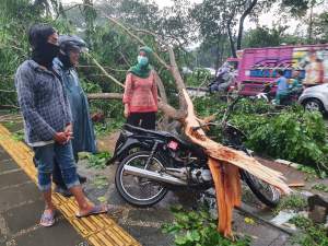 Dihantam Hujan dan Angin, 6 Pohon di Jalan Pemda Tigaraksa Tumbang