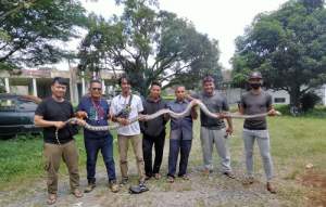 Ngeri, Ular Piton 4 Meter Bertelur di Tumpukan Sampah