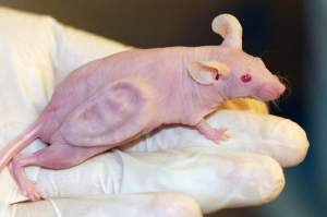 Rekayasa telinga pada tubuh tikus.