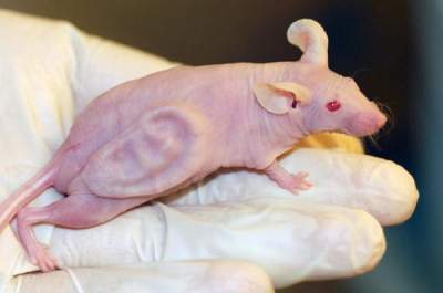 Rekayasa telinga pada tubuh tikus.