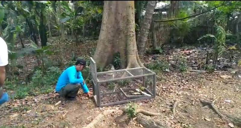 Monyet Liar Ganggu Warga, BKSDA Pasang Perangkap