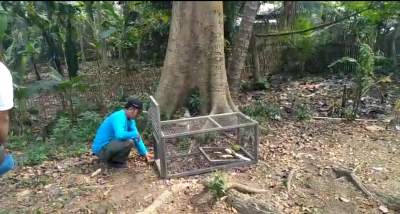 Monyet Liar Ganggu Warga, BKSDA Pasang Perangkap