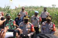 Jagung Hasil Program Ketahanan Pangan Polisi Di Desa Buniayu Dipanen