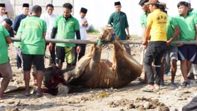 Napi Lapas Cilegon Antusias Ikuti Penyembelihan Hewan Qurban