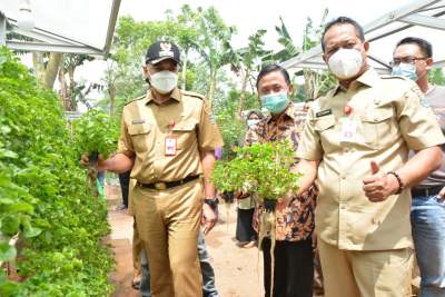 Zaki Tinjau Lahan Pertanian Hidroponik