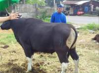 Jelang Hari Raya Idul Adha, Sapi Asal Bima NTB Diserbu Pembeli
