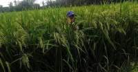 Masa Pandemi Covid 19, Produksi Beras di Kota Serang Meningkat